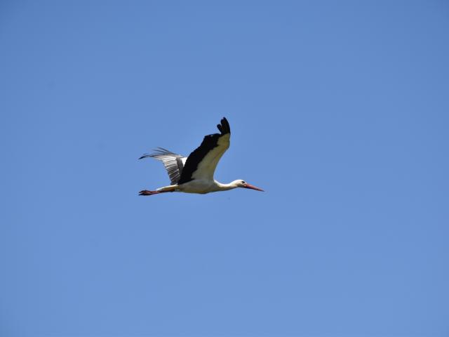 Observation ornithologique à La Chapelle-des-Marais